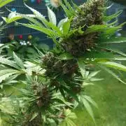 Banana Purple Auto