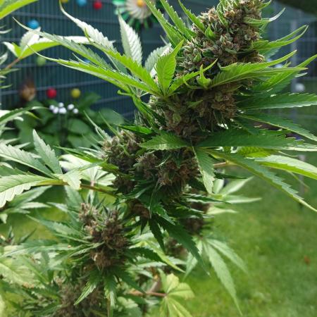 Banana Purple Auto