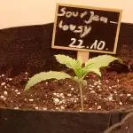Sour Jealousy Auto