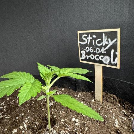 Sticky Broccoli Auto - Eternity Cup 2026