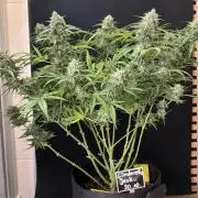 Cinderella Jack (Auto)