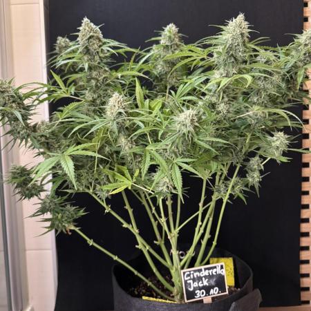 Cinderella Jack (Auto)