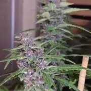 Banana Purple Punch Auto RF3