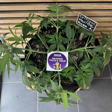 Critical Neville Haze Auto