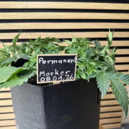 Permanent Marker