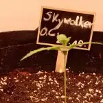 Skywalker OG Auto Indoor