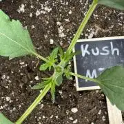 Kush Mint Auto - Super Strains