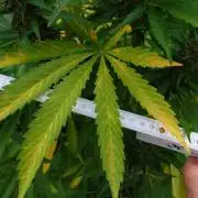 Pink Rozay Auto