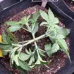 Skywalker OG Auto Indoor