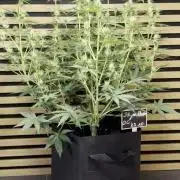 Skywalker OG Auto Indoor