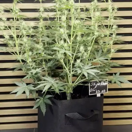 Skywalker OG Auto Indoor