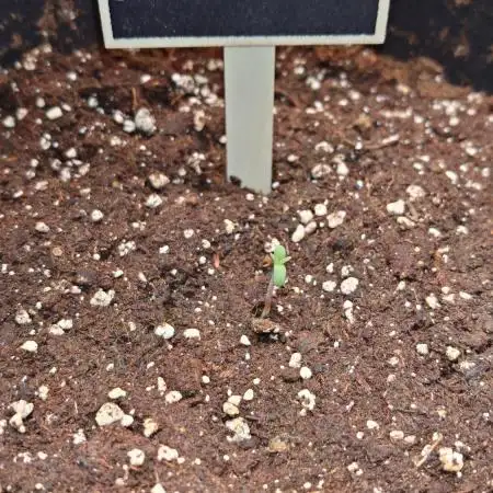 Skywalker OG Auto Indoor