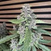 Banana Purple Punch Auto RF3