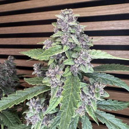 Banana Purple Punch Auto RF3