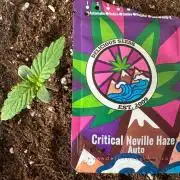 Critical Neville Haze Auto
