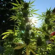 Green Crack F1 Auto