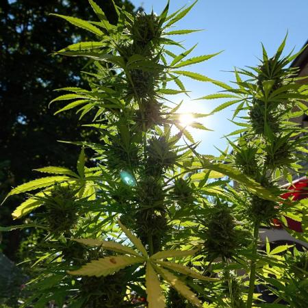 Green Crack F1 Auto