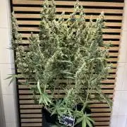 Skywalker OG Auto Indoor