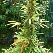 Pink Rozay Auto