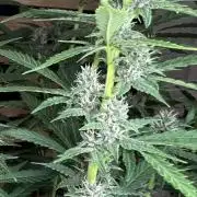 Banana Purple Punch Auto RF3