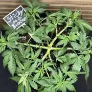 Sticky Broccoli Auto - Eternity Cup 2026