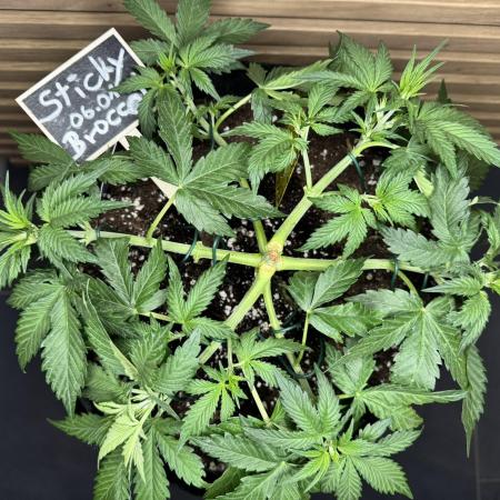 Sticky Broccoli Auto - Eternity Cup 2026