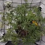 Sex Bud Photo