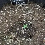 Cinderella Jack (Auto)