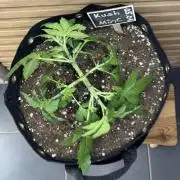 Kush Mint Auto - Super Strains