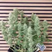 Lemon Cherry Gelato Automatic