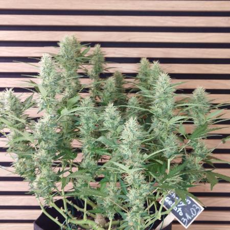 Lemon Cherry Gelato Automatic