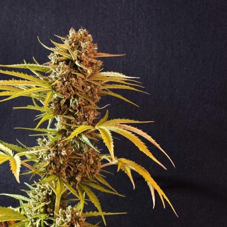 Green Crack F1 Auto