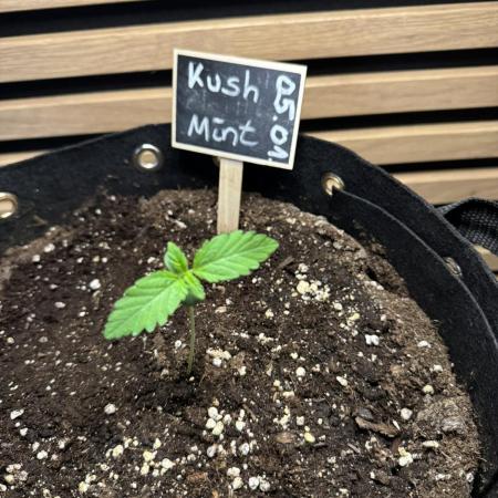 Kush Mint Auto - Super Strains
