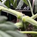 Skywalker OG Auto Indoor