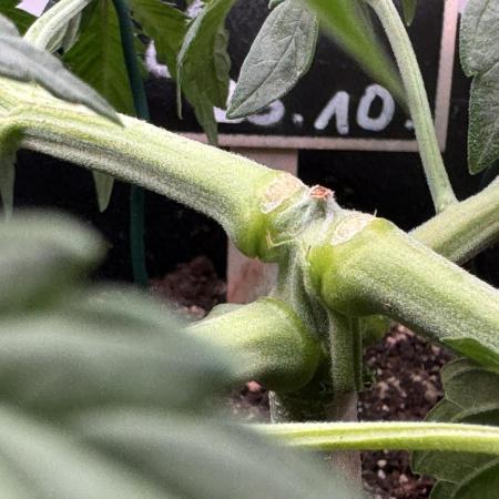 Skywalker OG Auto Indoor