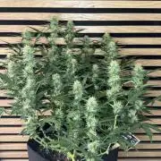 Lemon Cherry Gelato Automatic
