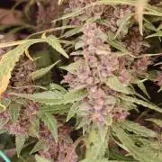 Banana Purple Punch Auto RF3