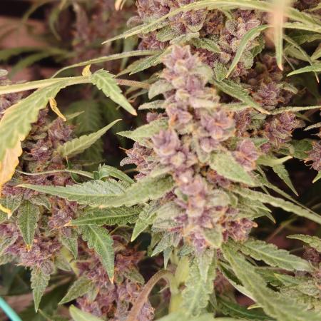 Banana Purple Punch Auto RF3