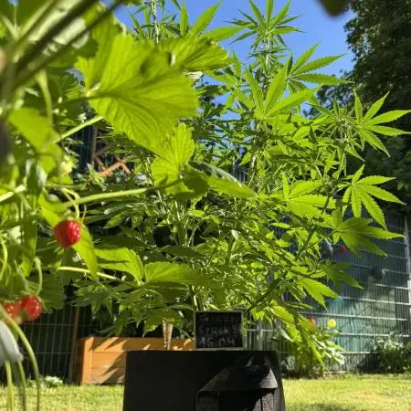 Green Crack F1 Auto