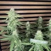 Sticky Broccoli Auto - Eternity Cup 2026