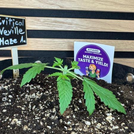 Critical Neville Haze Auto