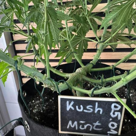 Kush Mints Auto - Super Strains