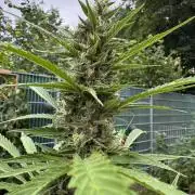 Pink Rozay Auto