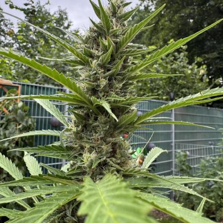 Pink Rozay Auto