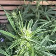 Cinderella Jack (Auto)