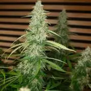 Critical Neville Haze Auto