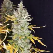 Kush Mints Auto - Super Strains