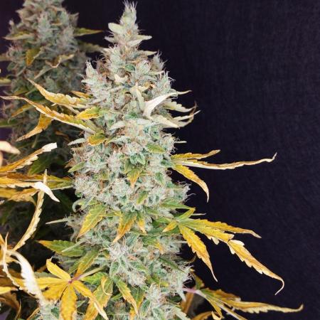 Kush Mints Auto - Super Strains