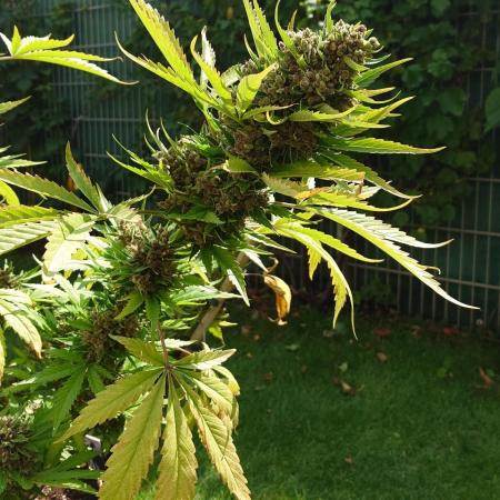 Banana Purple Auto