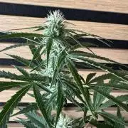 Cinderella Jack (Auto)